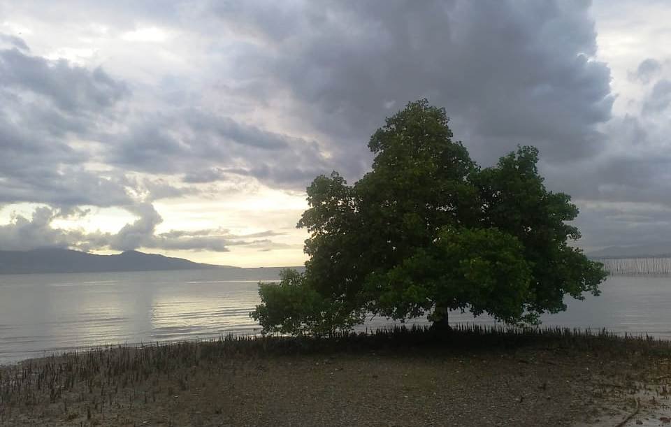 Mangrove terakhir itu (dok: istimewa)
