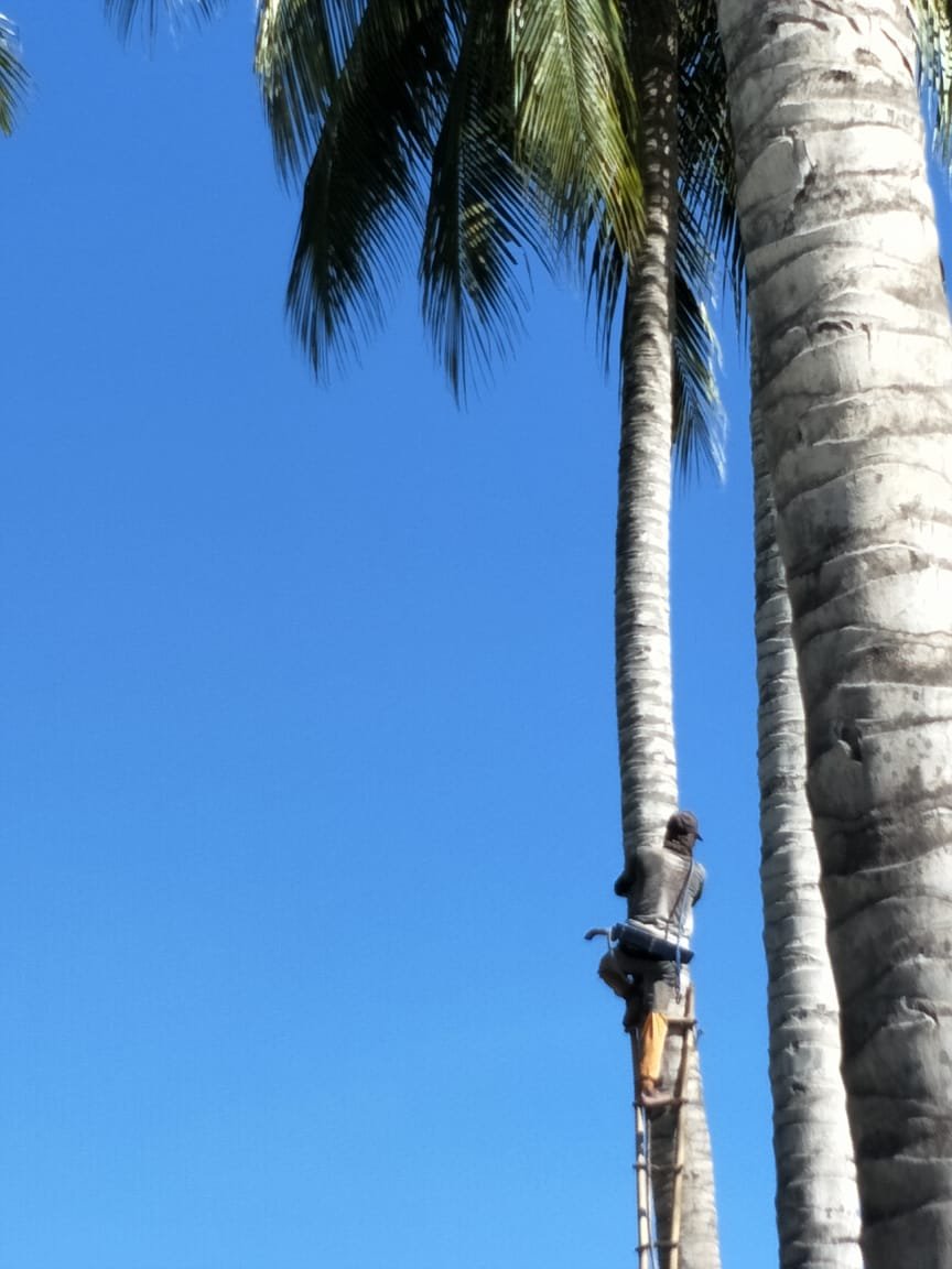 Bupati Pohuwato Sukses Beri Insentif dan Asuransi ke Pemanjat Kelapa